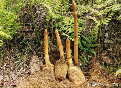 讓農民沒有難賣的產品 三農通助力彝良農貨出山