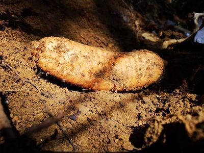 天麻是一種無(wú)根無(wú)葉的草本植物,卻能開花、結(jié)實(shí)、生子,神奇得很