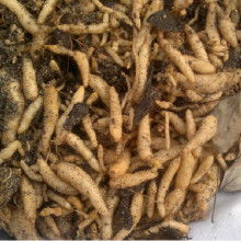 鮮天麻批發(fā)價(jià)格 鮮天麻批發(fā)批發(fā) 鮮天麻批發(fā)廠家 