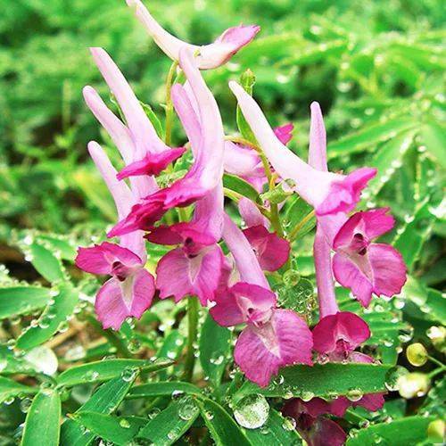 深山藏寶庫(kù),磐安這山,全國(guó)唯一