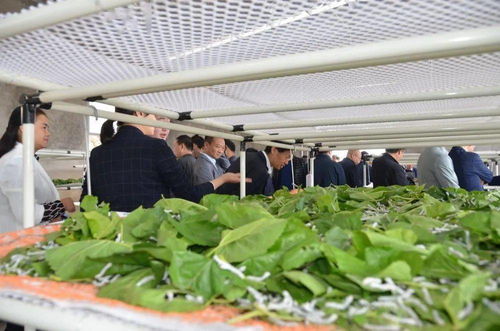 回眸 十三五 奮進新征程 產業鋪就致富路 鎮巴縣農業農村局 十三五 產業脫貧工作綜述