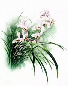 食菌植物天麻 科學視角下的神秘生命