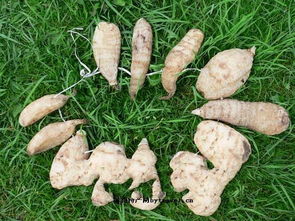 西藏自治區(qū)波密天麻 高原珍寶的藥用價值與獨(dú)特魅力